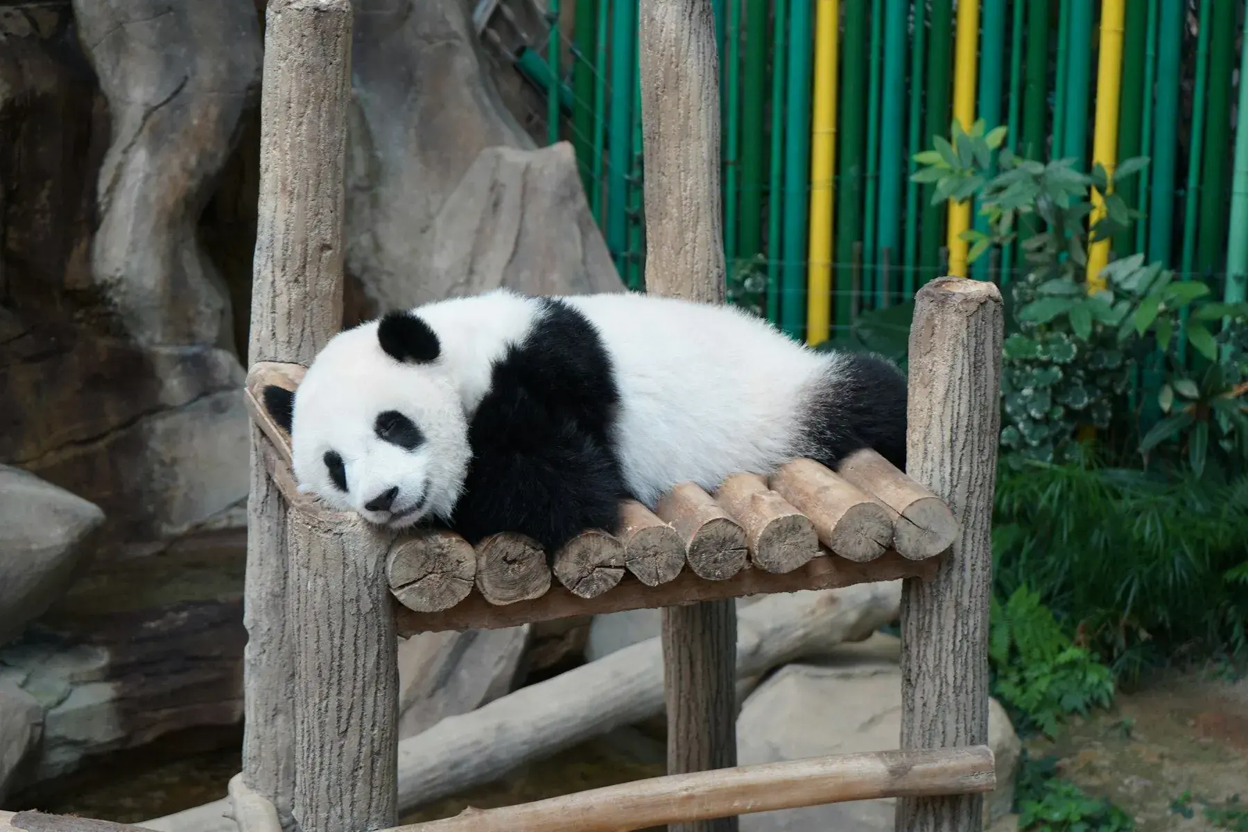 A panda enclosure with visitors along the fence
