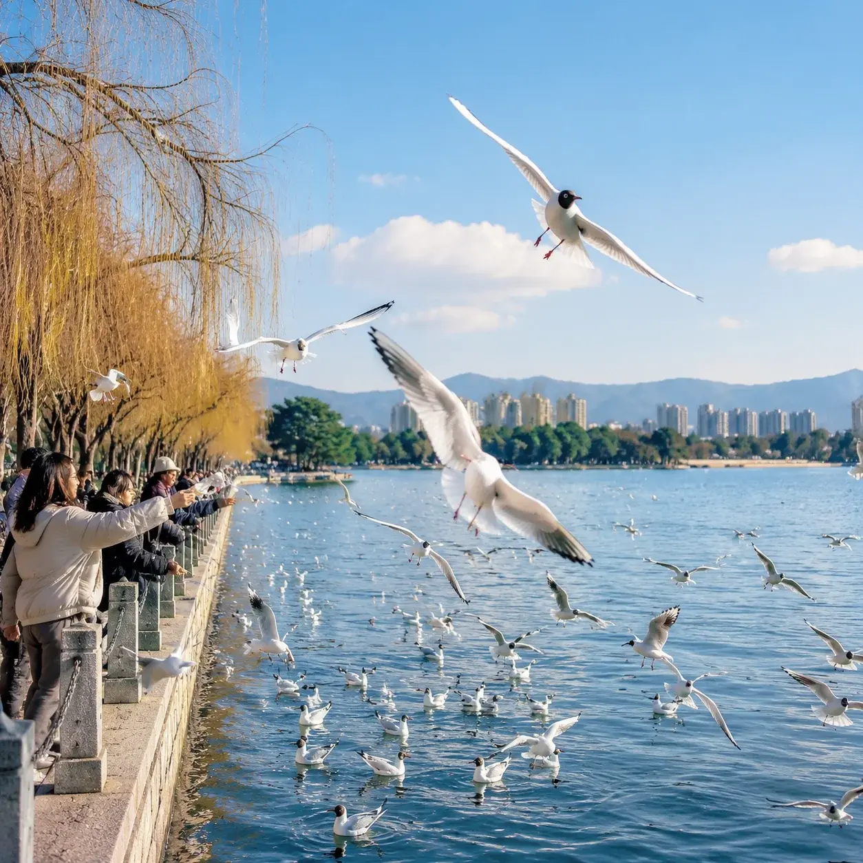 Black-headed gulls over a sunlit Kunming lakeside in mild winter