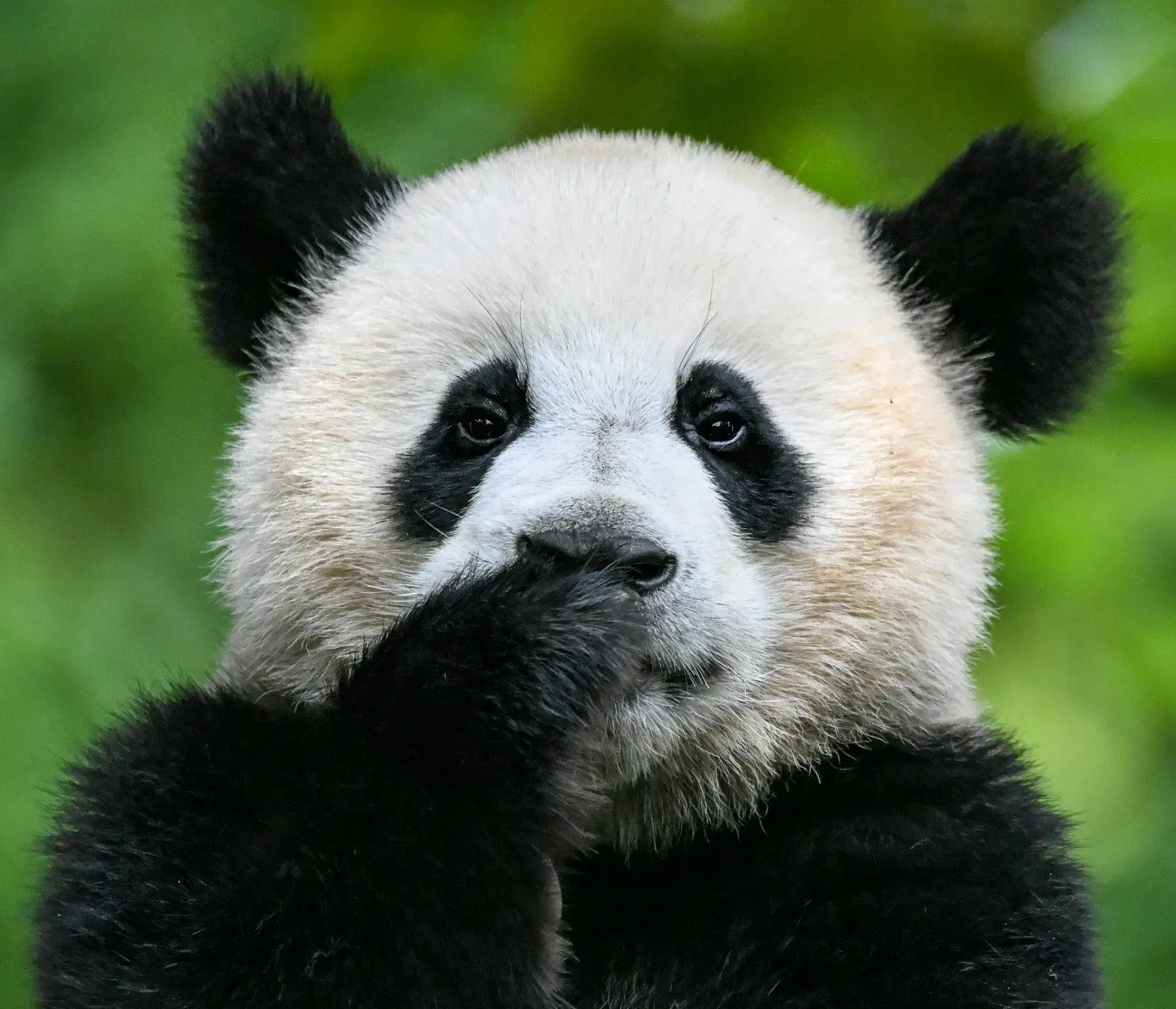 A giant panda at close range, keeper's hands just in frame