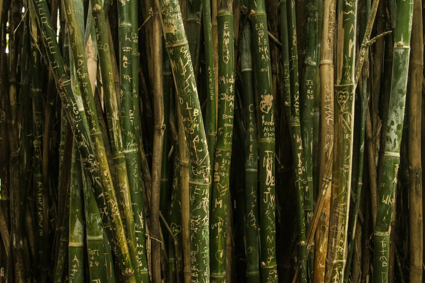 A stand of living bamboo