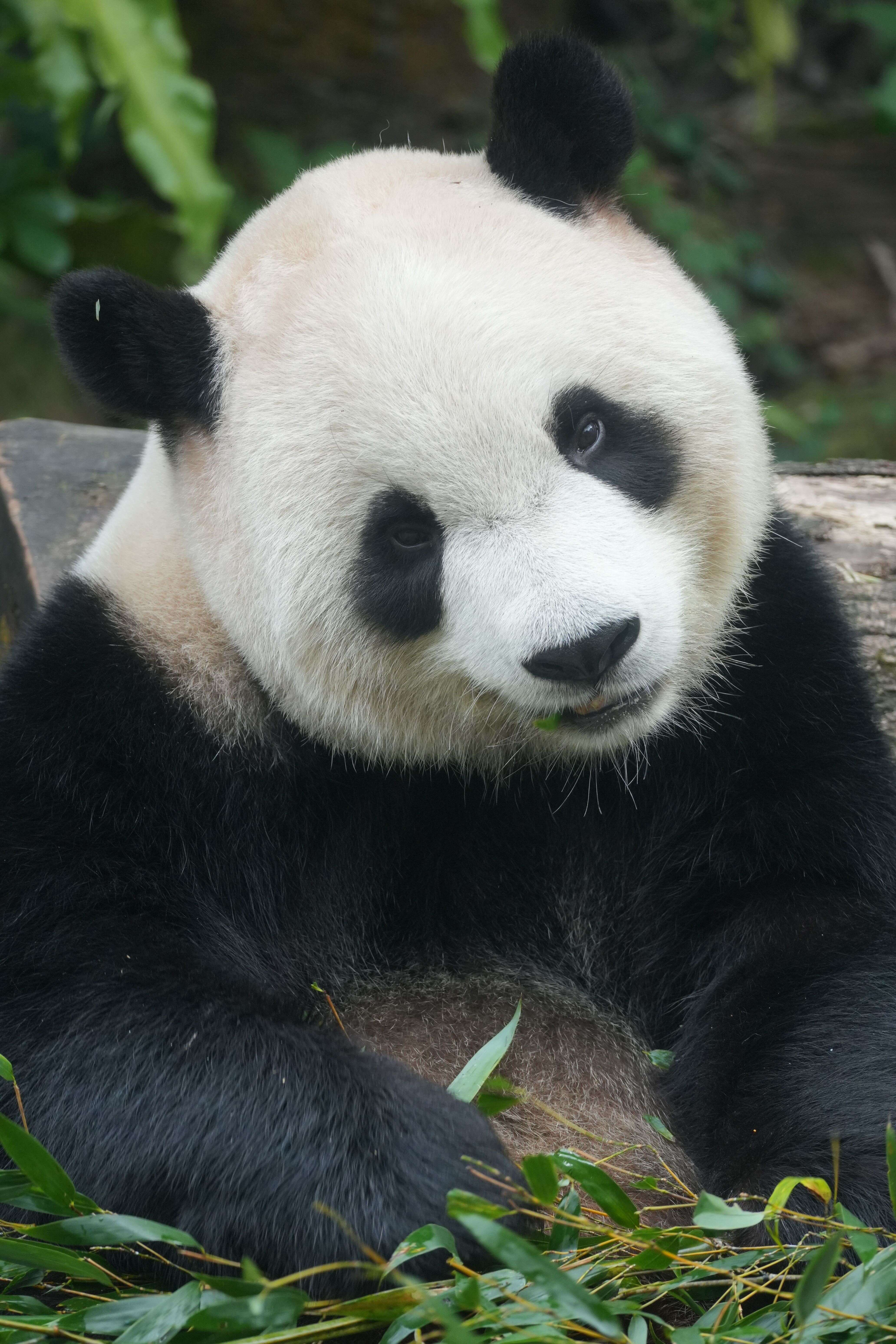 熊猫基地清晨, 成都