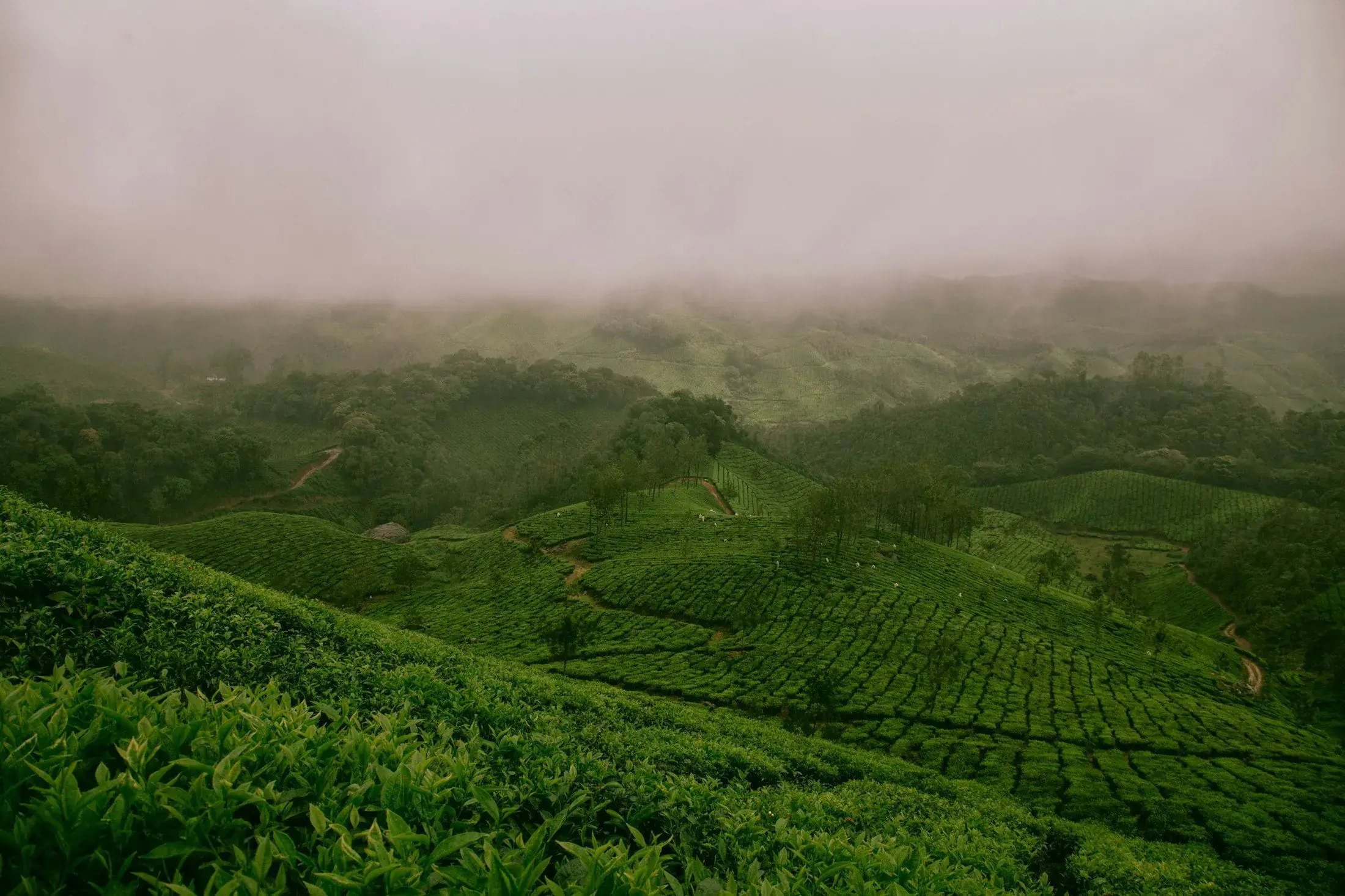 Tea terraces stepping down a hillside