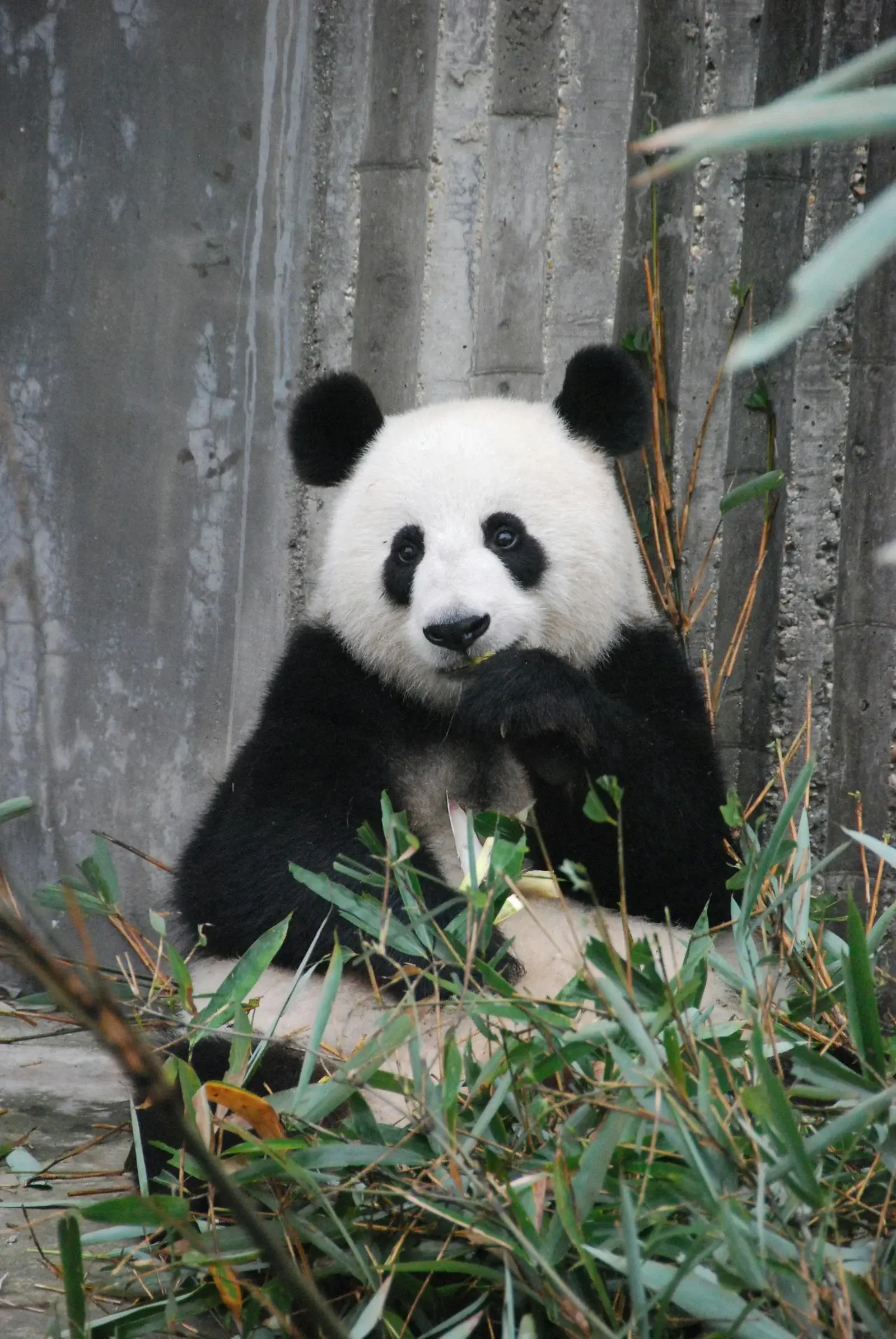 Chengdu