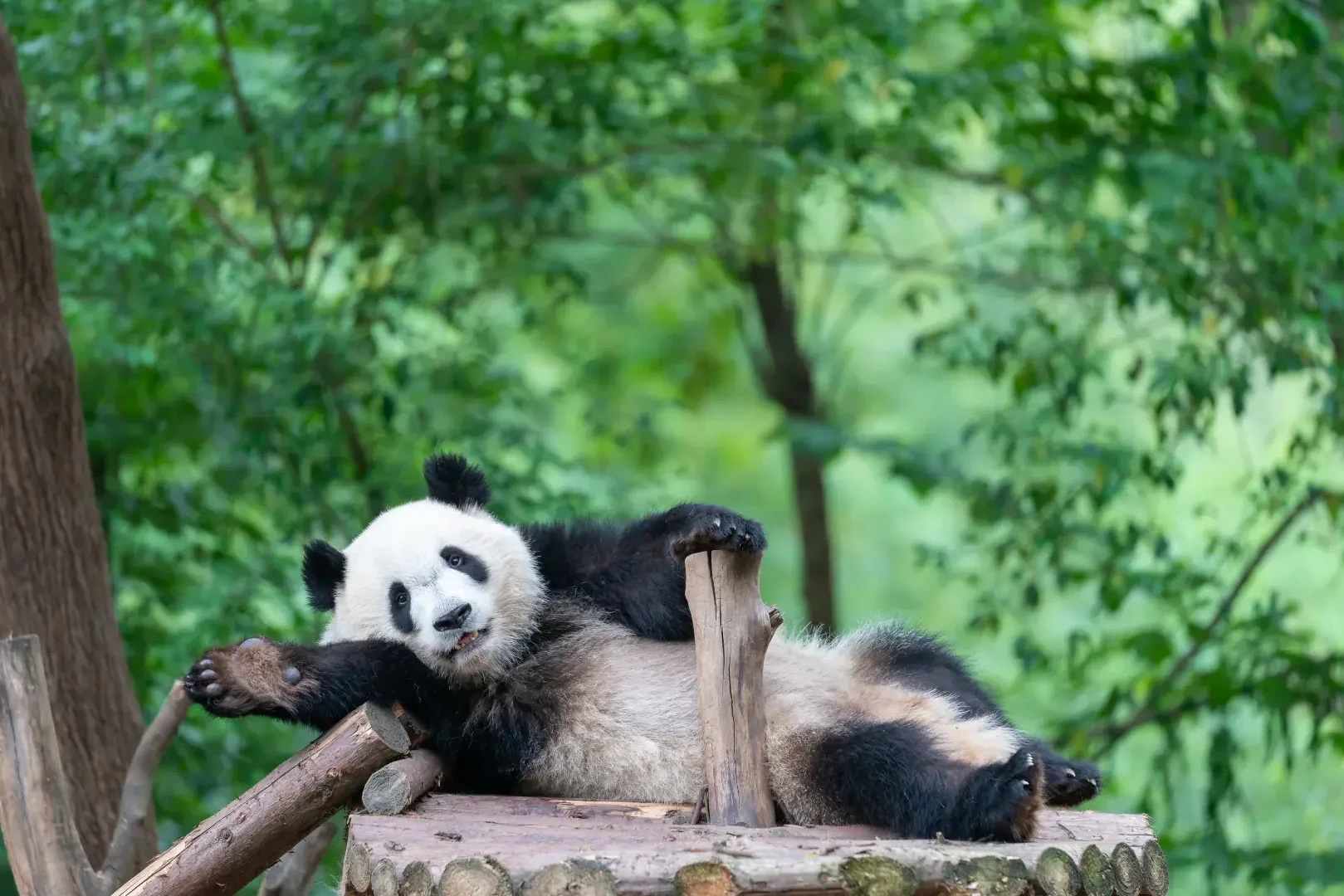Pandas, Great Wall & Warriors — Classic China, Four Cities
