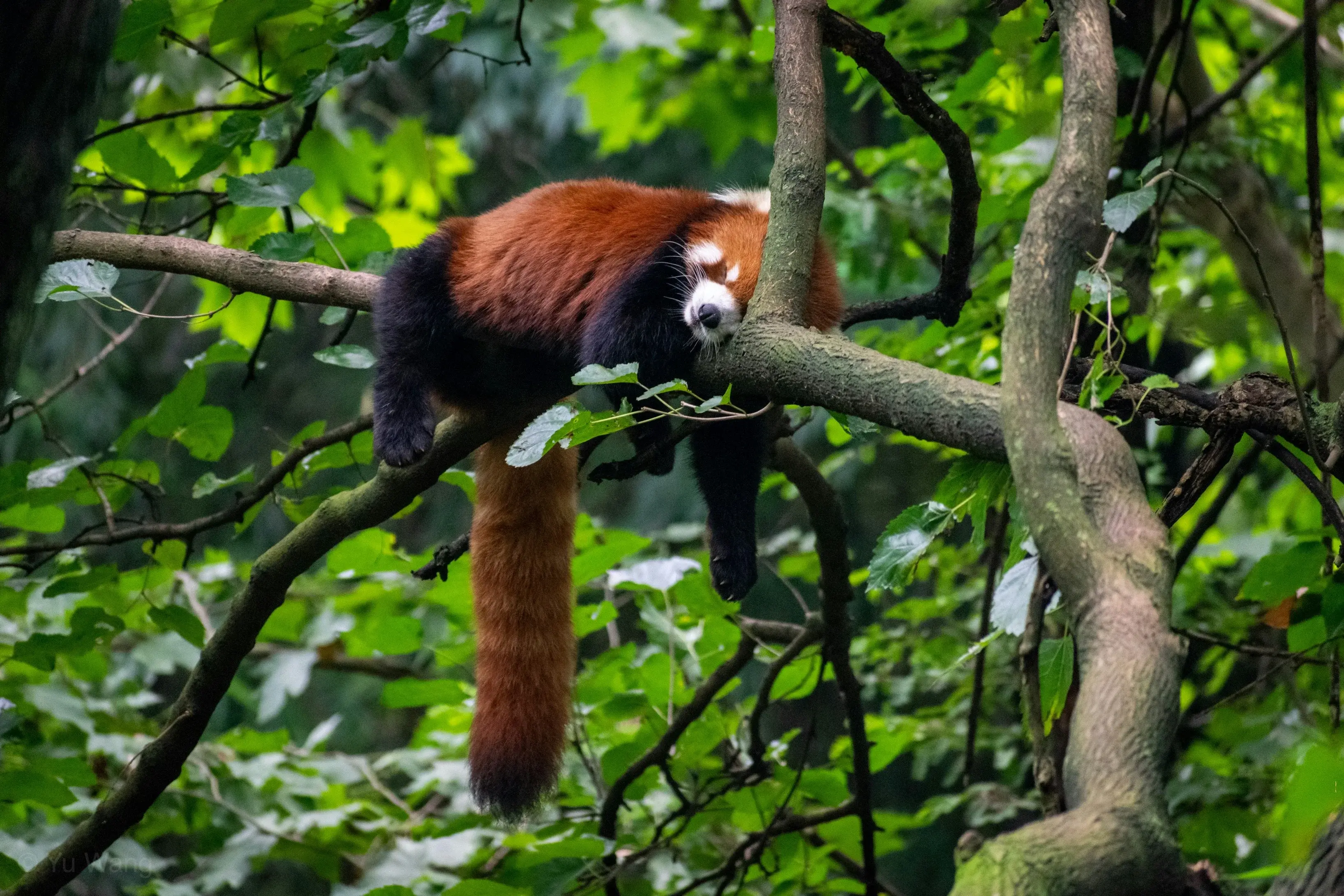 Chengdu