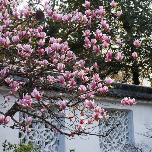 Suzhou